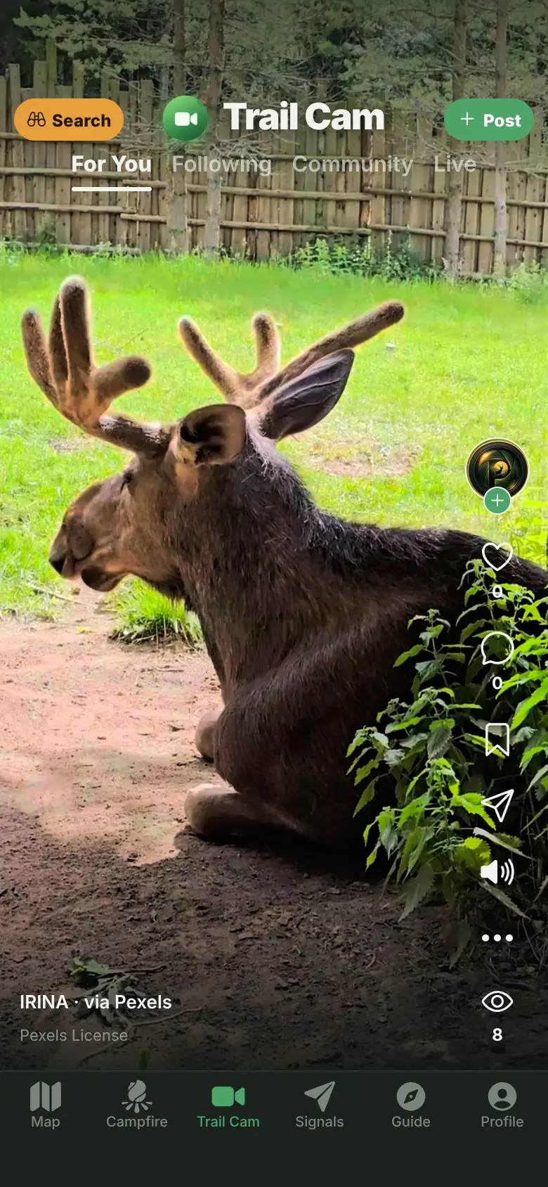 Trail Cam's For You tab playing a stock clip of a moose resting in a grassy yard, credited to IRINA via Pexels. Illustrative screenshot.